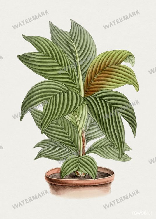 Botanical Vintage Prints