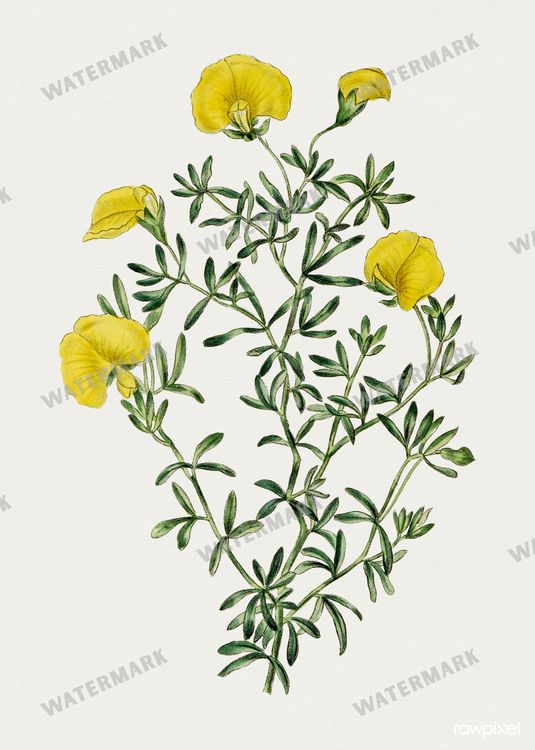Botanical Vintage Prints
