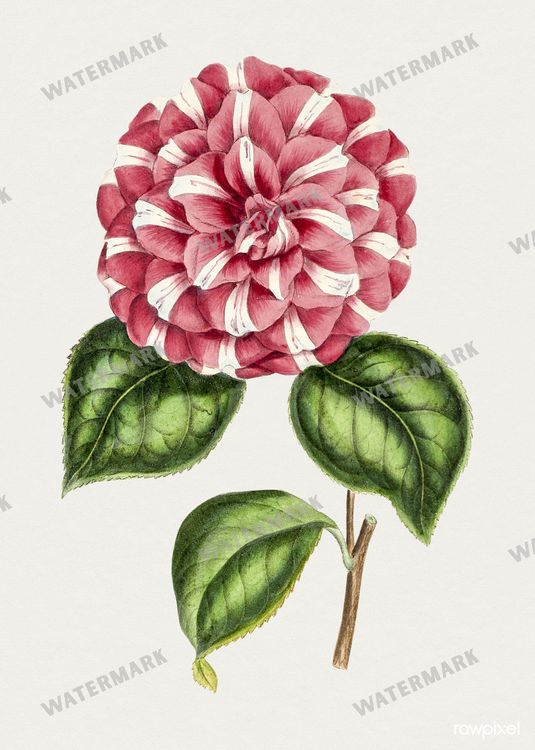 Botanical Vintage Prints