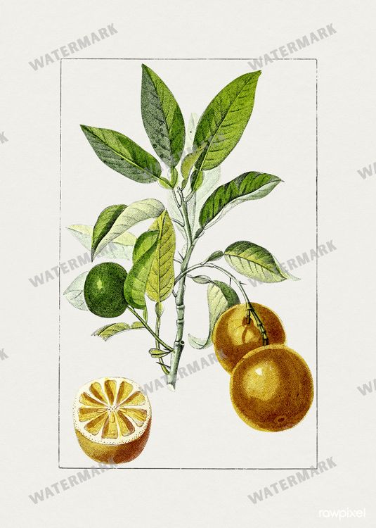 Botanical Vintage Prints