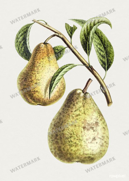 Botanical Vintage Prints