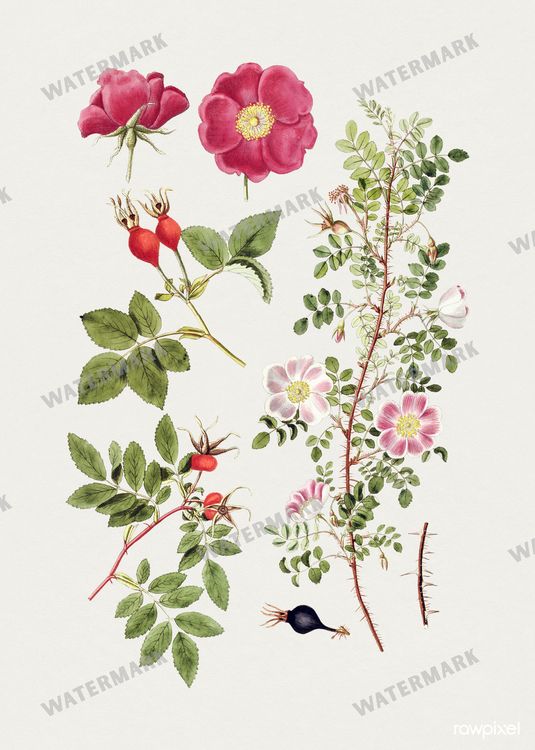 Botanical Vintage Prints