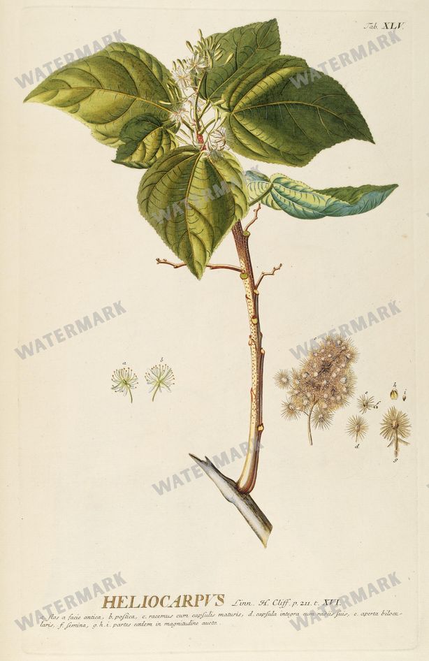 Botanical Vintage Prints