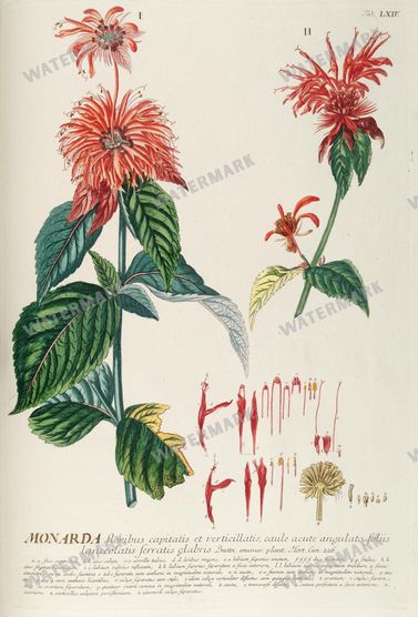 Botanical Vintage Prints