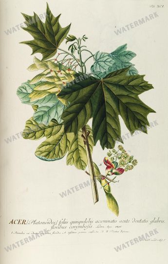 Botanical Vintage Prints