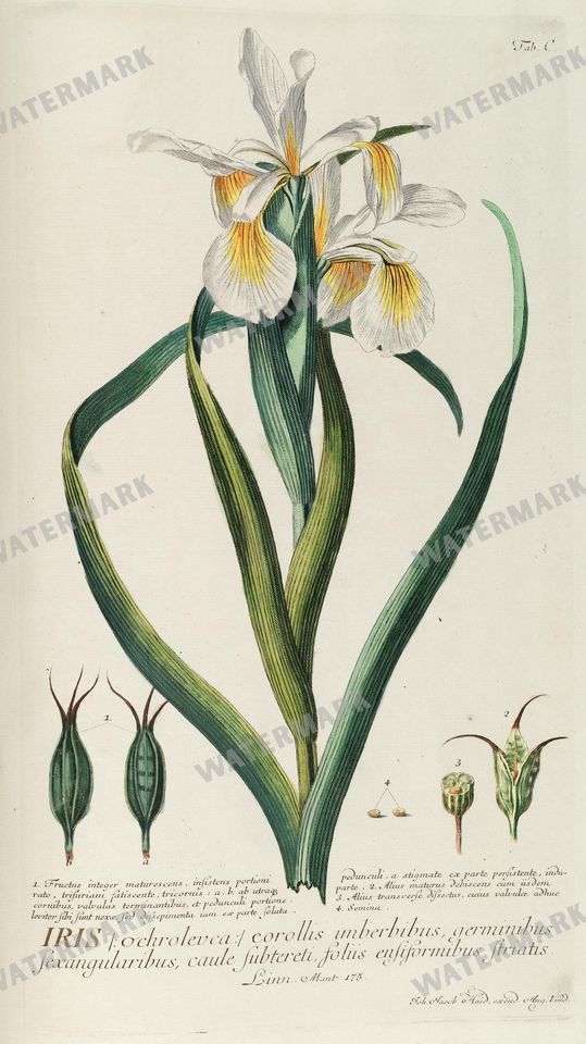 Botanical Vintage Prints