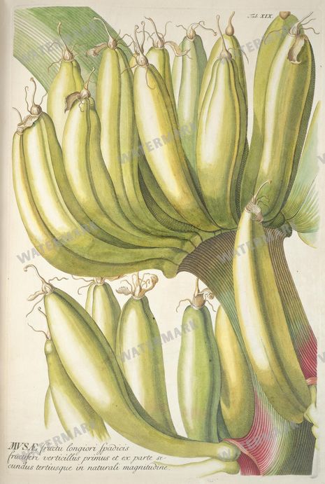 Botanical Vintage Prints