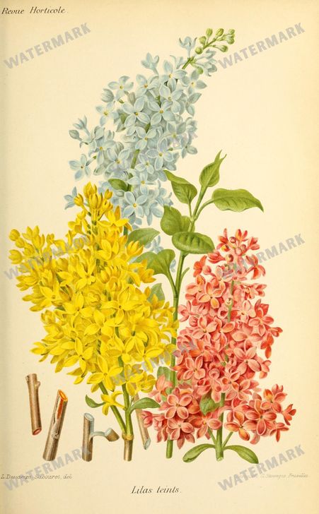 Botanical Vintage Prints