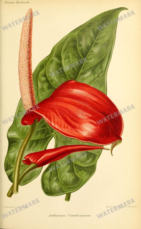 Botanical Vintage Prints
