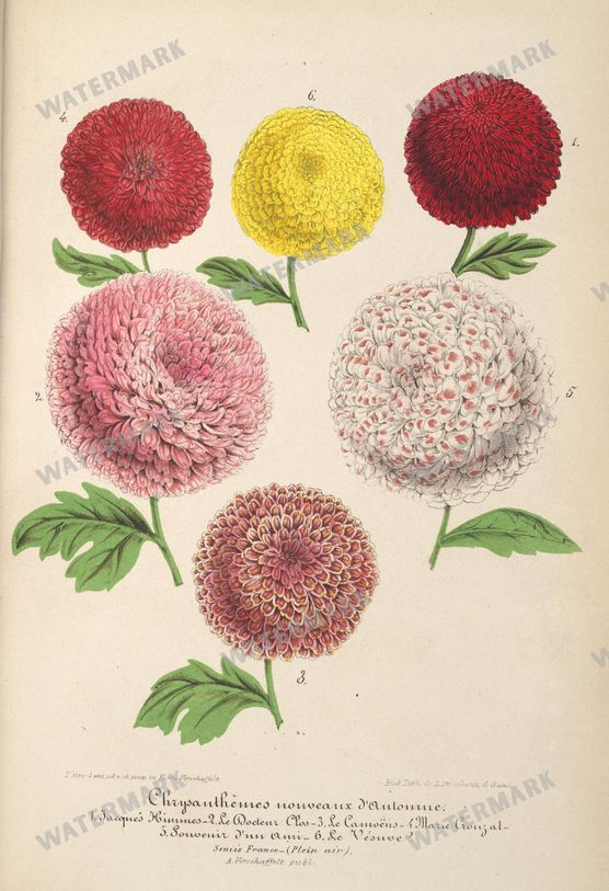 Botanical Vintage Prints