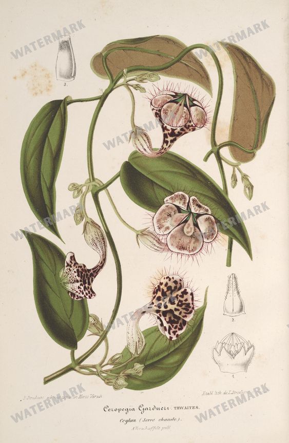 Botanical Vintage Prints