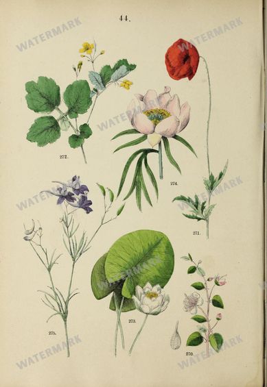 Botanical Vintage Prints