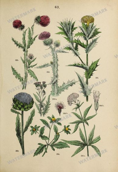 Botanical Vintage Prints