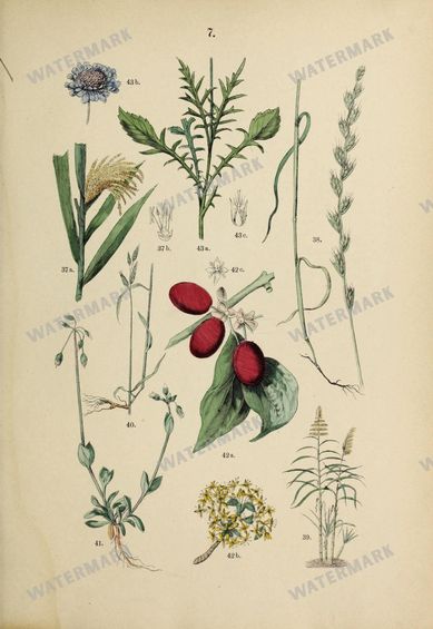 Botanical Vintage Prints
