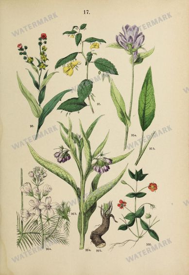 Botanical Vintage Prints