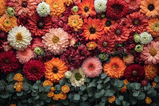 Chrysanthemum Charm Display Backdrop Images