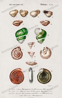 Dictionnaire Universel Dhistoire Naturelle Vintage Prints