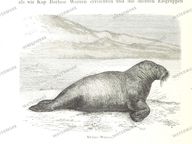 Fauna Vintage Prints