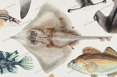 Fish Vintage Prints