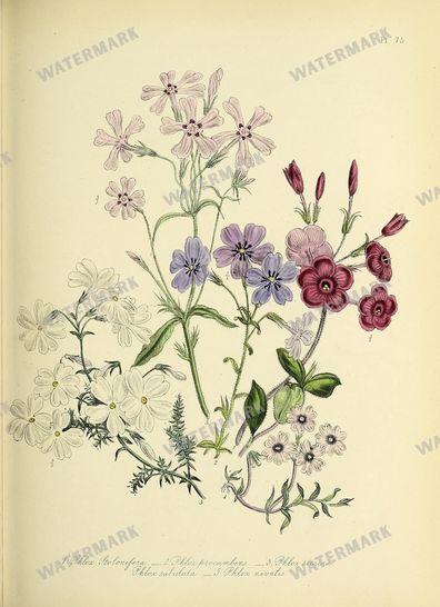 Floral Vintage Prints