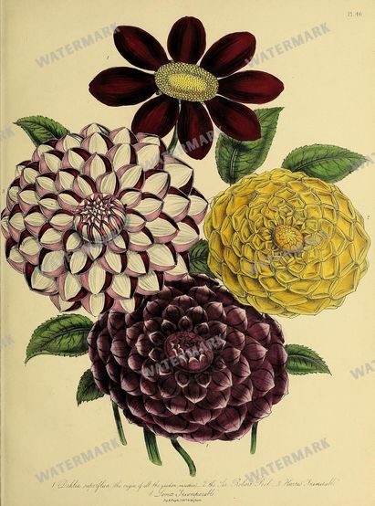 Floral Vintage Prints