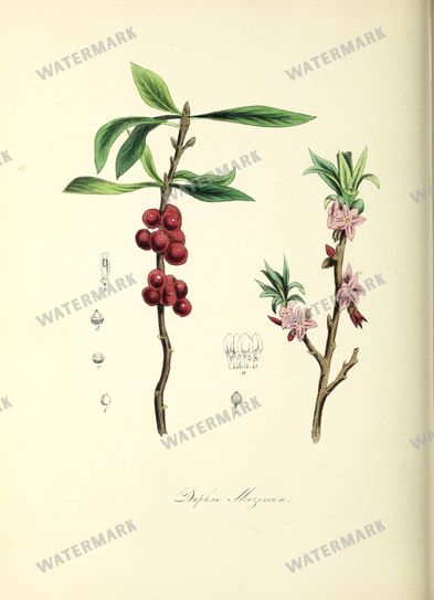 Floral Vintage Prints