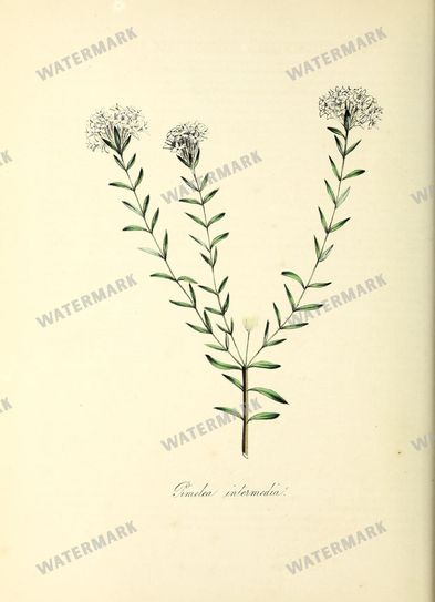 Floral vintage illustration, printable digital download, image 2