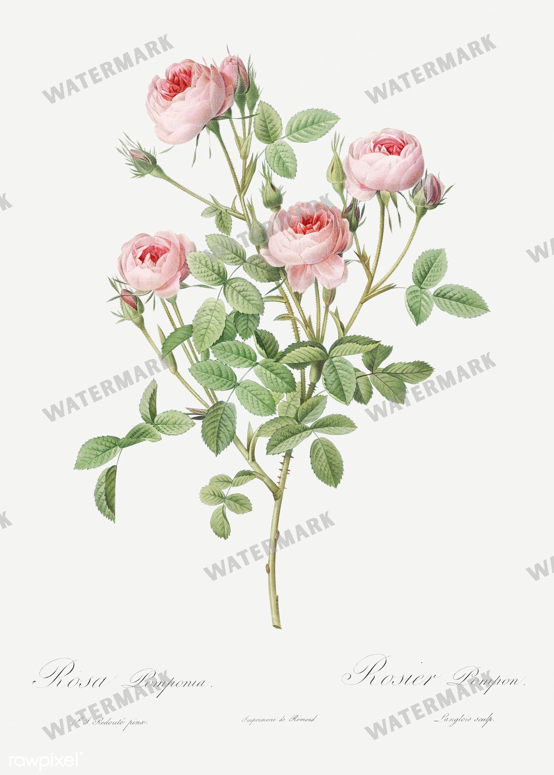 Floral vintage illustration, printable digital download, image 2