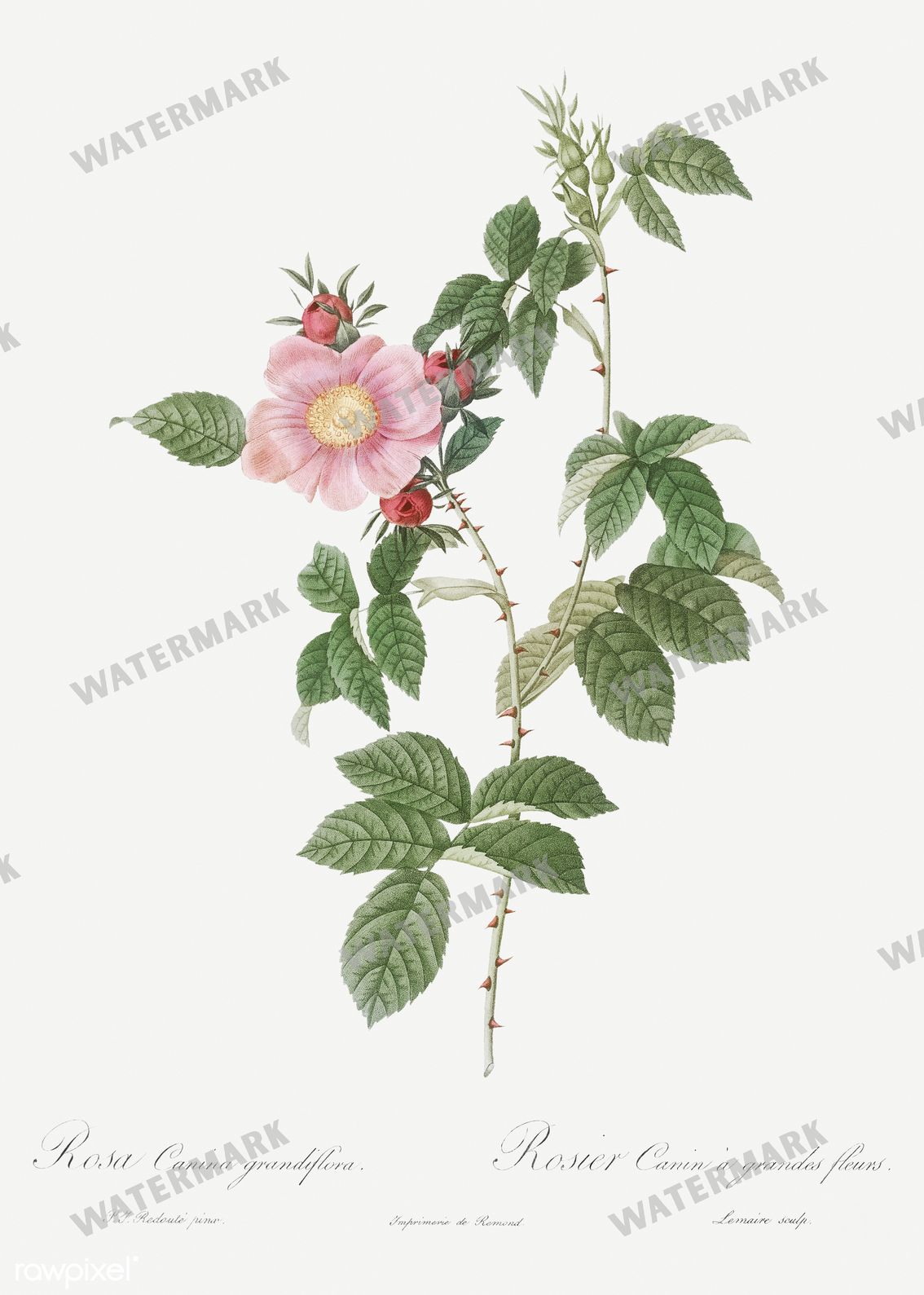 Floral Vintage Prints