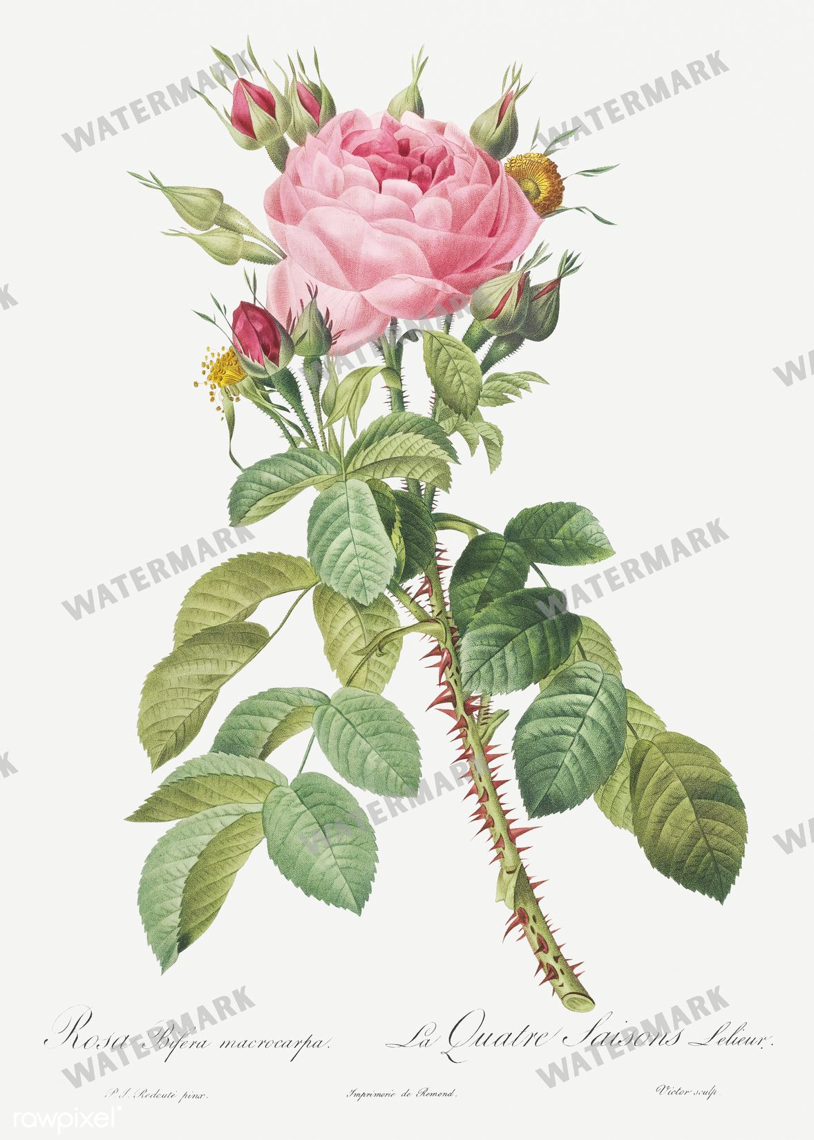 Floral Vintage Prints
