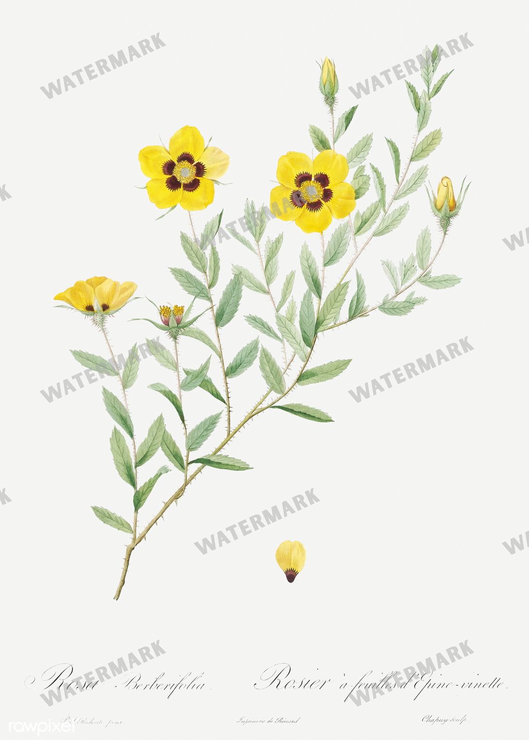 Floral vintage illustration, printable digital download, image 2