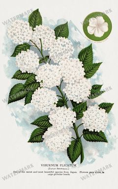 Folio Of Botanical Specimen Vintage Prints