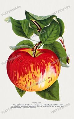 Folio Of Botanical Specimen Vintage Prints