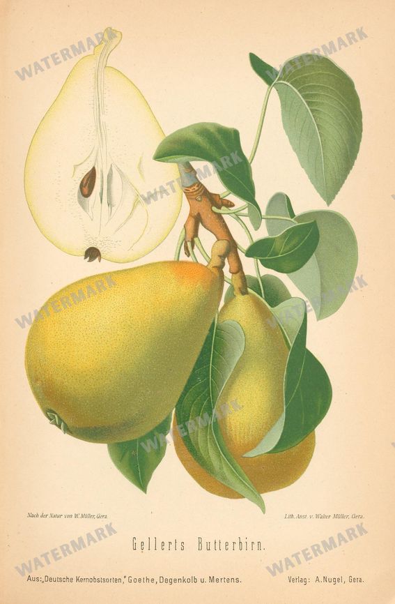 Fruit And Vegetables Vintage Prints