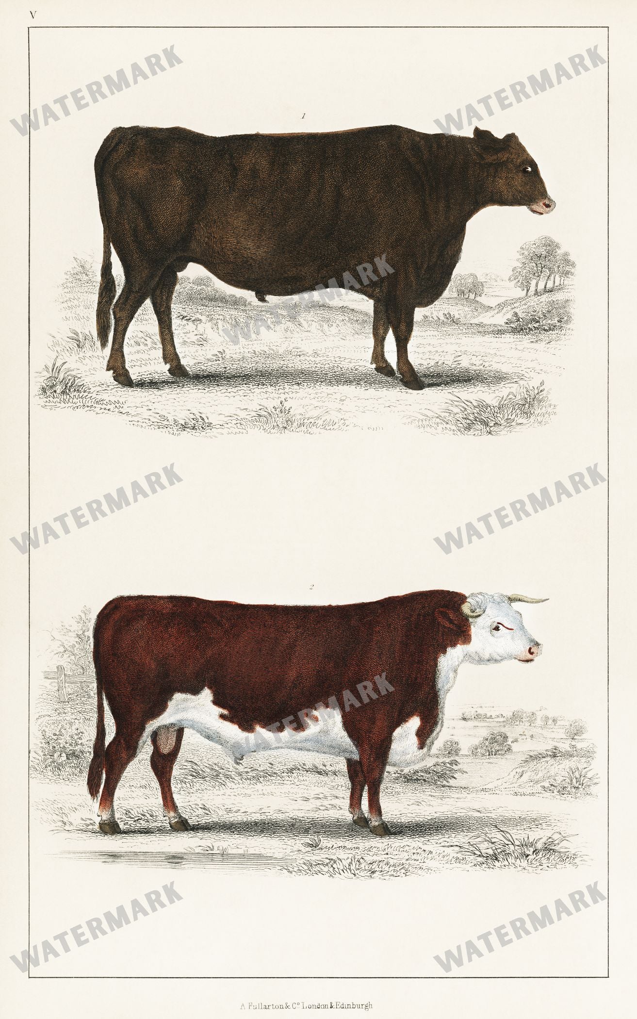 Lithographs Vintage Paintings