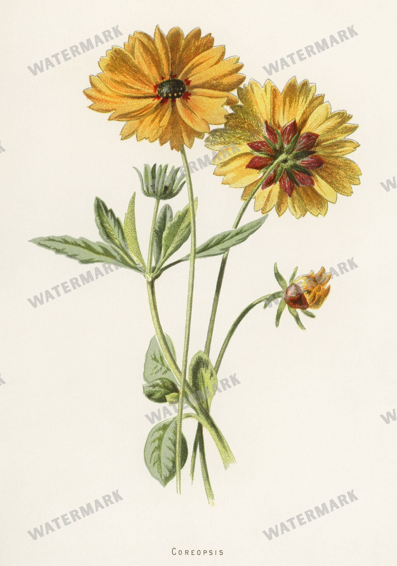 Lithographs Vintage Paintings