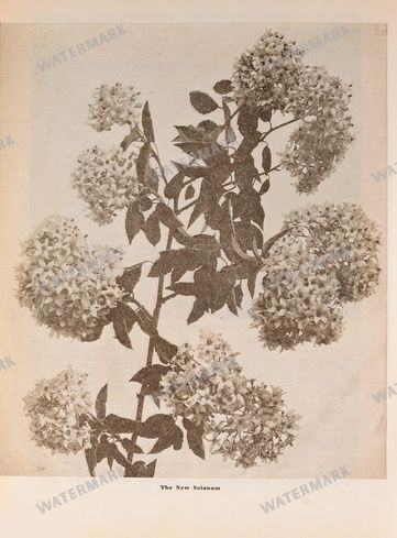 Mixed Ephemera Vintage Prints