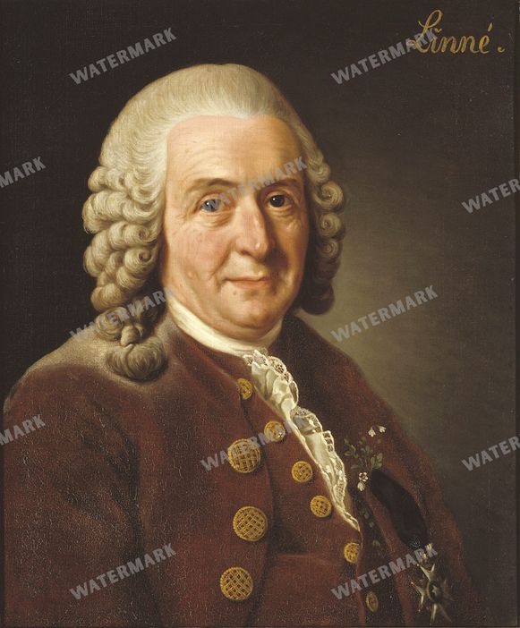 Portraits Vintage Paintings