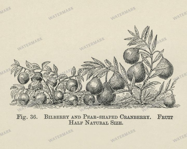 The Fruit Grower'S Guide Vintage Paintings