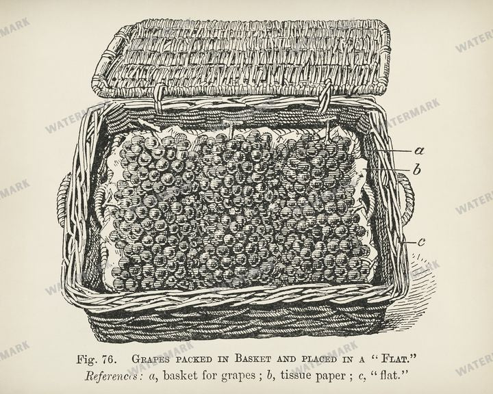 The Fruit Grower'S Guide Vintage Paintings