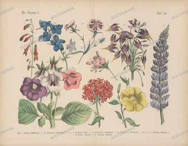Vintage Botanical Vintage Prints