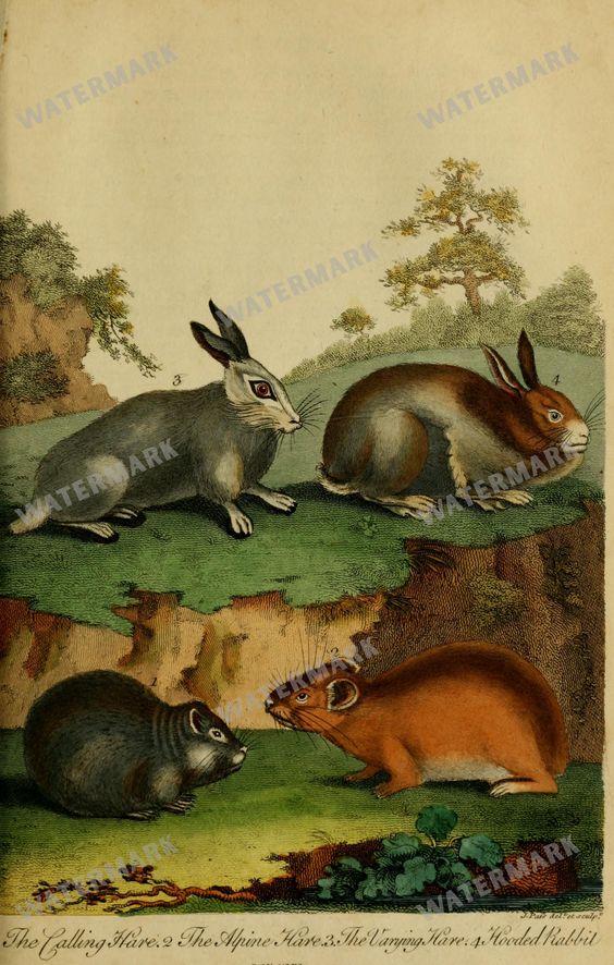 Wildlife Vintage Prints