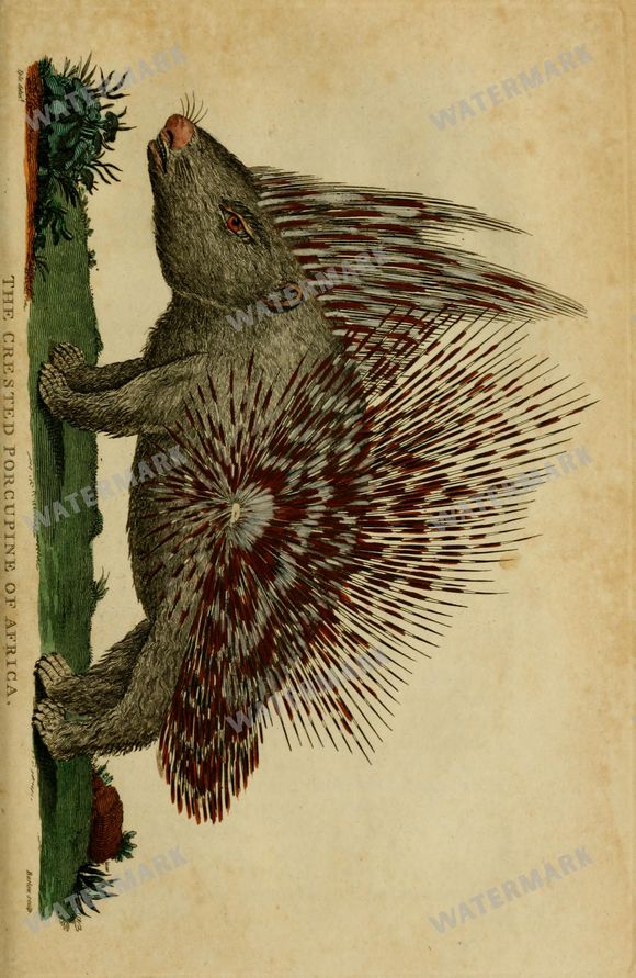 Wildlife Vintage Prints