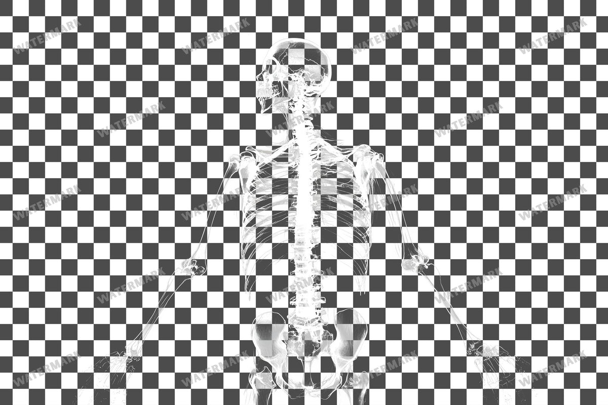 X-Ray Transparent Overlay Pngs