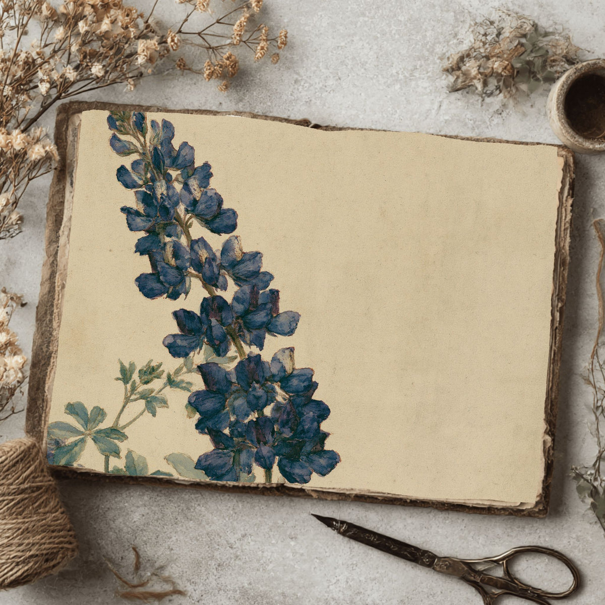 Vintage Arroyo Lupine Botanical Illustration