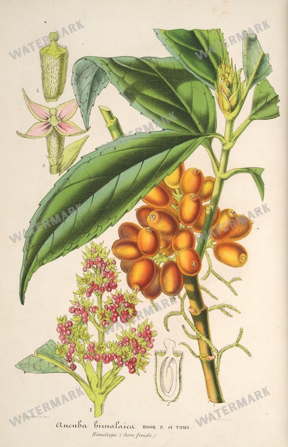 Floral Illustrations