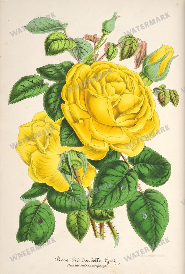 Floral Illustrations