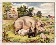 Animals Vintage Prints
