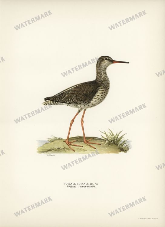 Birds Vintage Prints