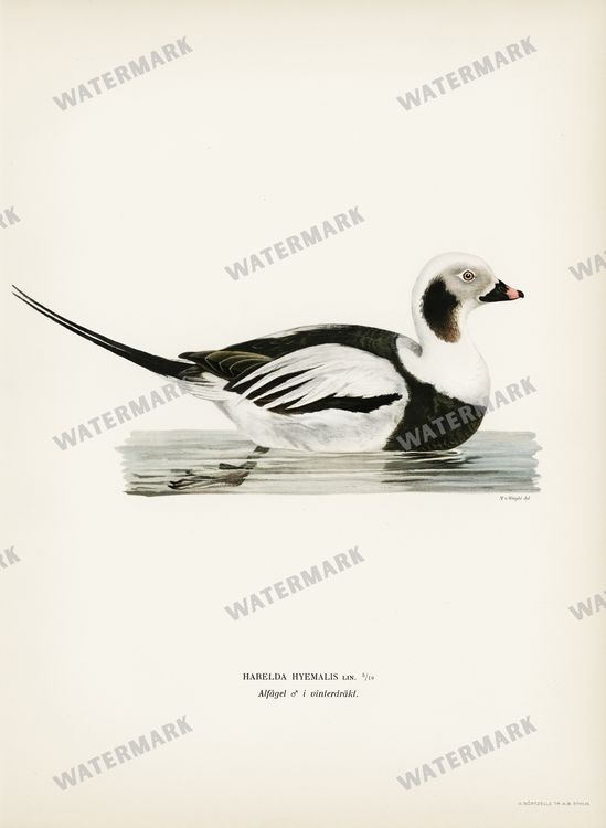 Birds Vintage Prints